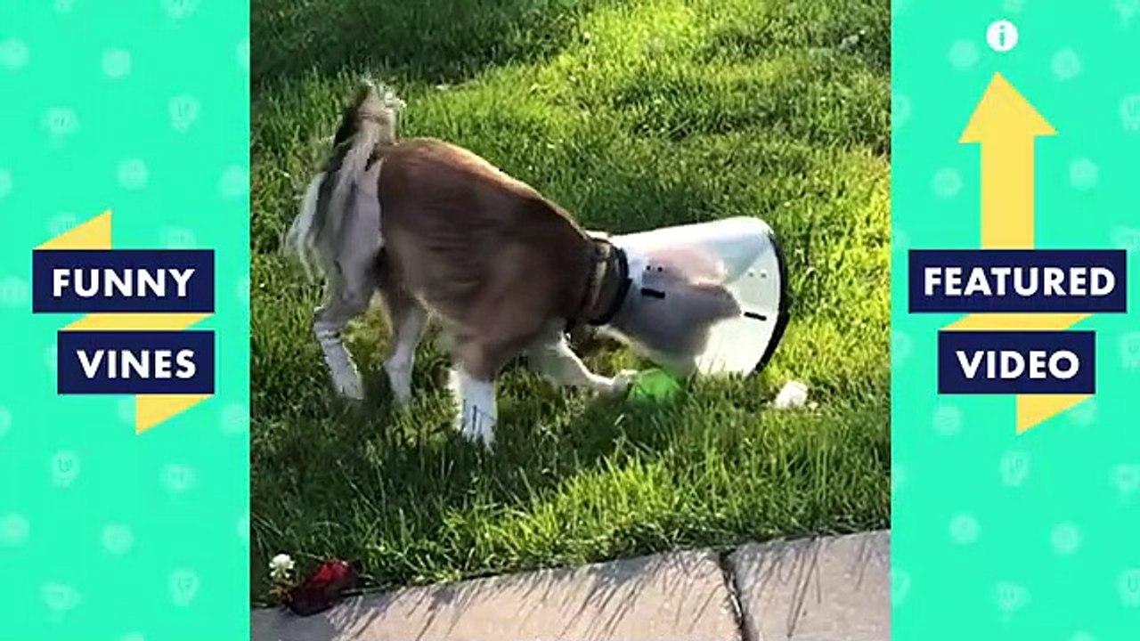TRY NOT TO LAUGH Funny PETS & Cute ANIMALS! Funny Videos October 2018