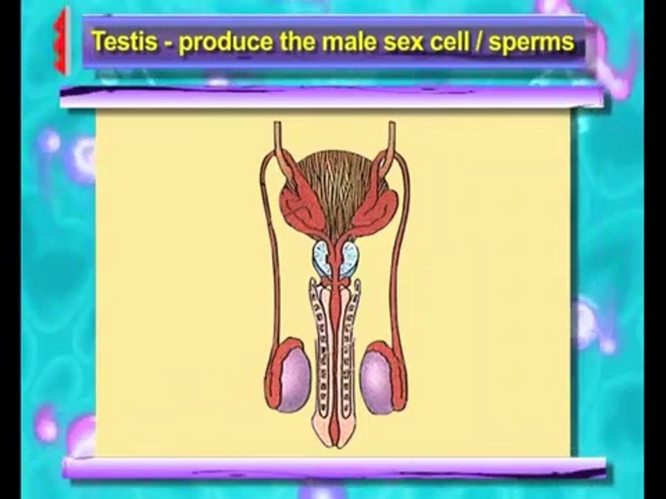 Reproduction in Animals
