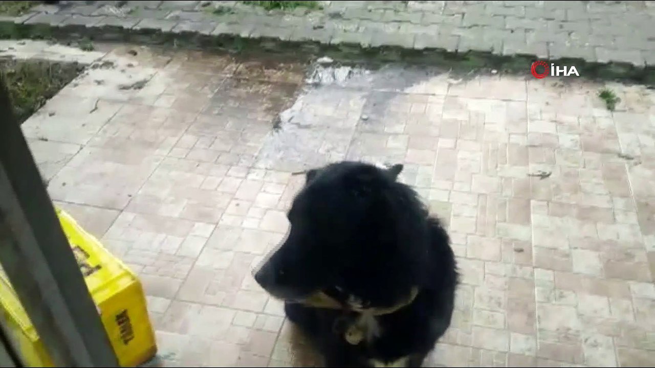 Kedi ile köpeğin ilginç dostluğu...Köpeğin sırtında mama bekleyen kedi gülümsetti