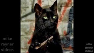 funny pets - cats dogs animals, amazing original song ♫ best free music 2018