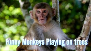 Funny Monkeys Playing On Trees  Funny Animal Compilation