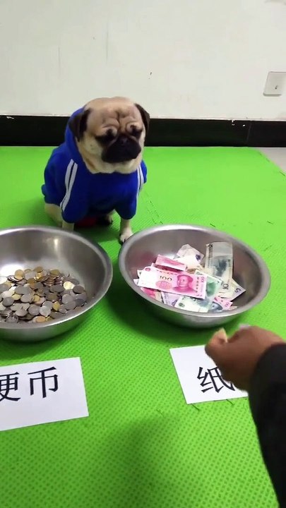Smart Dog