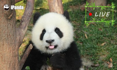 24/7 HD Panda Live @iPanda