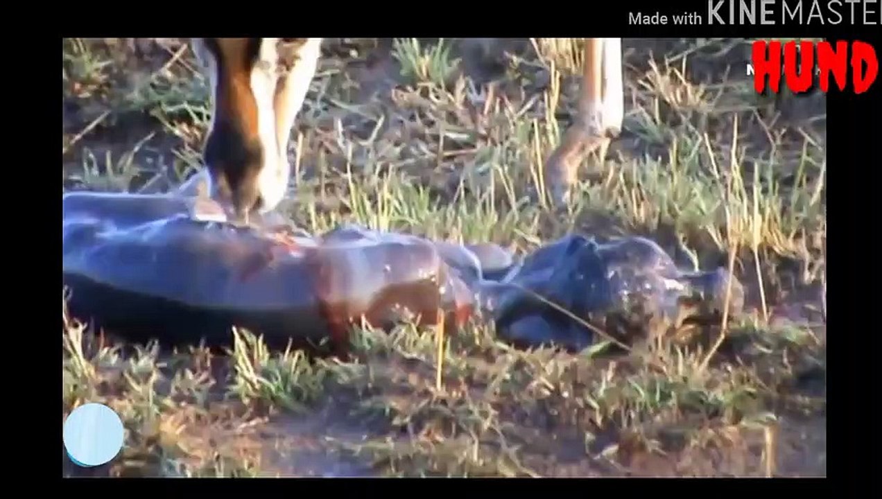 LION SAVE DEER