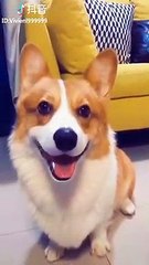 Cutest baby animals in the Animal Kingdom Video #4