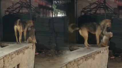राजस्थान: बंदर और कुत्ते के बीच ऐसा प्यार आपने नहीं देखा होगा, VIDEO