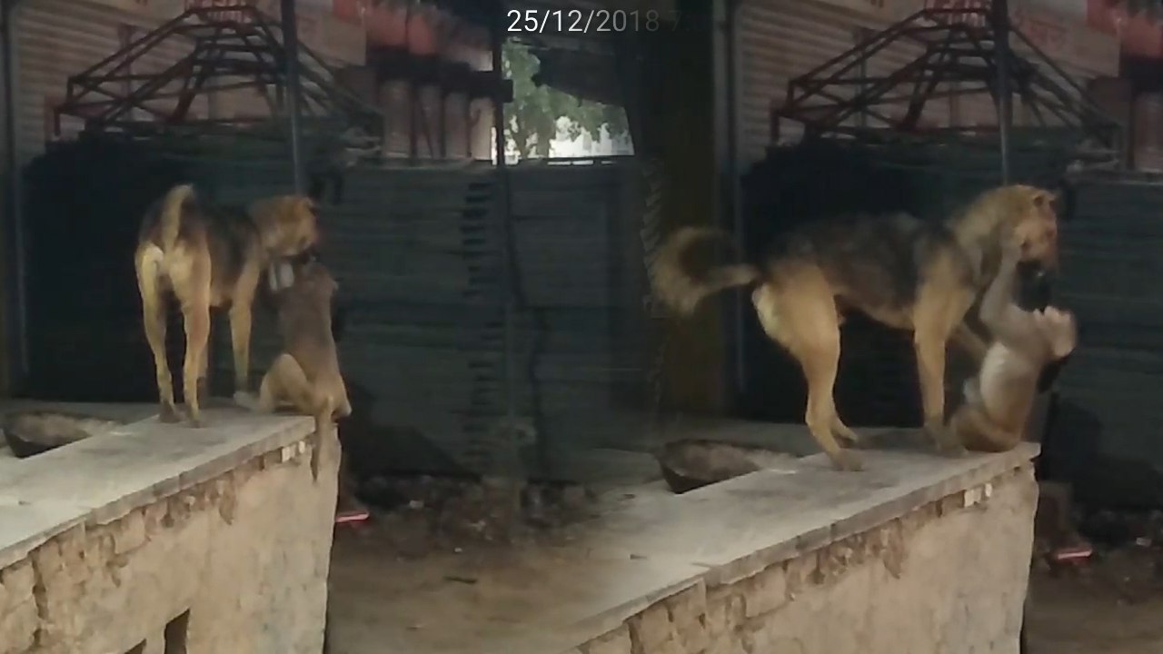 राजस्थान: बंदर और कुत्ते के बीच ऐसा प्यार आपने नहीं देखा होगा, VIDEO