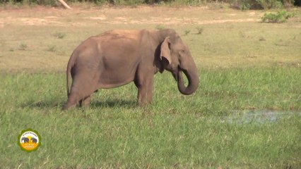 The wounded elephant treated by wildlife officers !