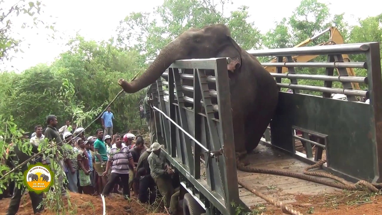 Massive elephant captured from Nikawaratiya !