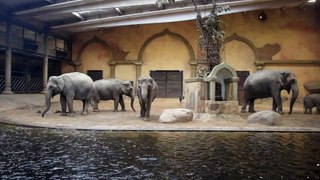 Elefanten-Nachwuchs bei Hagenbeck in Hamburg