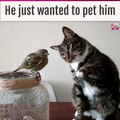 very cute cat feeding parrot
