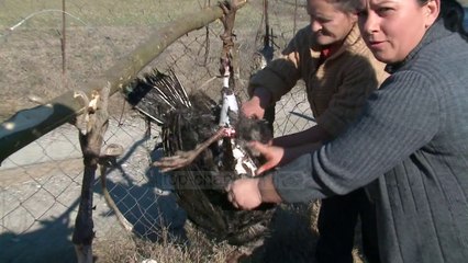 Shpendi i festës. Një gjel deti bio, në Baldushk - Top Channel Albania - News - Lajme
