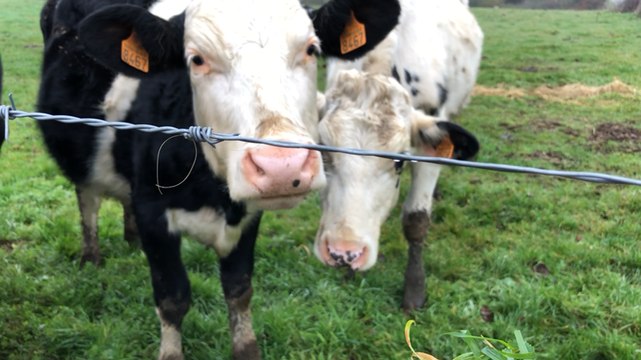 Promenade bucolique en Suisse normande