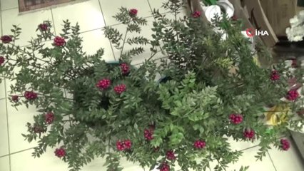 Yeni Yıl Öncesi En Çok Satılan Çiçek Kokina