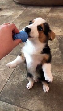 MIGNON !! Ce chiot boit son lait au biberon..