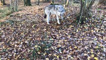 Les loups de Muriel Bec, dresseuse animalière pour le cinéma