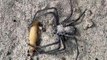 Une araignée bien camouflée sort de nulle part pour manger sa proie