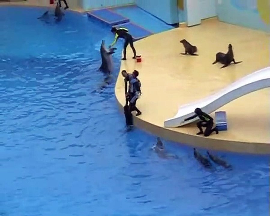 Un nageur sauvé par un dauphin et réanimé par un lion de mer.. spectacle trop drole