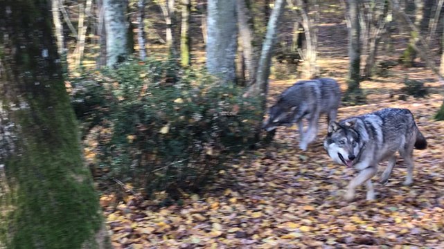Les loups de Muriel Bec, dresseuse animalière pour le cinéma