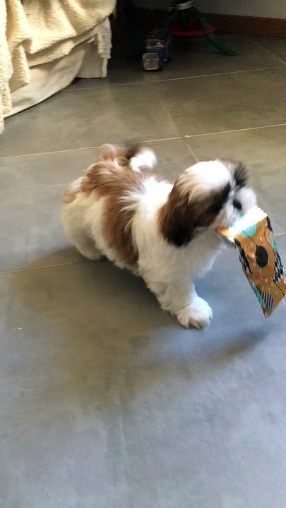 Ollie