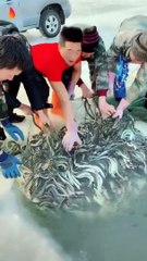 Different types of fish found from sea!!!