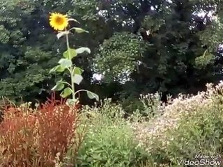 Sunflowers elderberries and wildflowers