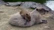 Brilliant Mummy Capybaras Are Made to Sleep On