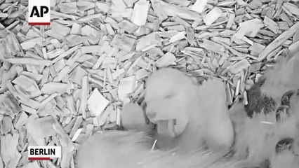 Berlin Zoo releases video of 27 day old polar cub