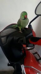 My pet - the family Parrot!