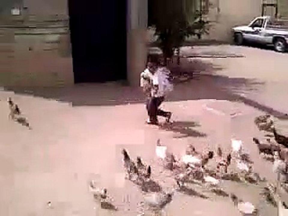 kid play with hens