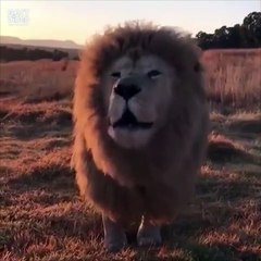 Послушать льва