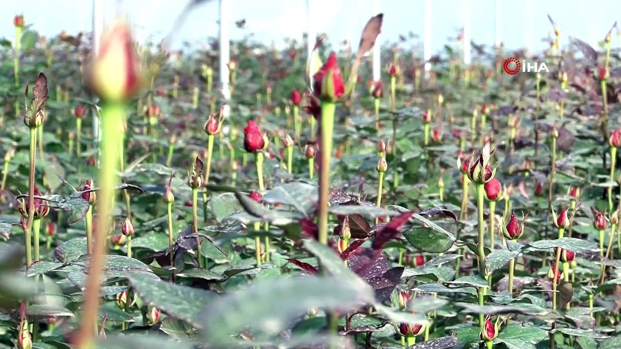 Yılbaşı çiçek üreticilerine yaradı...Çiçek üreticileri gece gündüz çalışarak yeni yıla hazırlandı