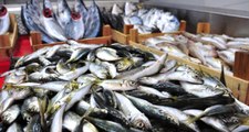 Değişen Hava Durumu Balık Fiyatlarını Etkiliyor! Hamsi 10-15 TL Arasında Satılıyor