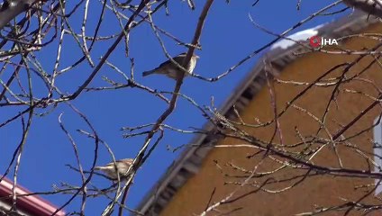 - Kuşlar için ağaçlara meyve astılar