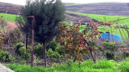 Pilot üniversiteden 'tarım ve hayvancılık' atağı - SİİRT
