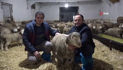 Herkes 'İle de France' kuzularının peşinde