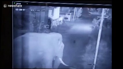 Security, we have a big problem! Herd of seven elephants enters residential compound