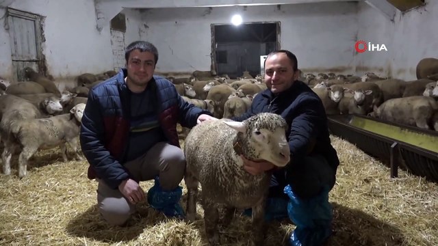 Herkes Onların Peşinde! Bu Kuzuların Tanesi 2 Bin 500 Lira...