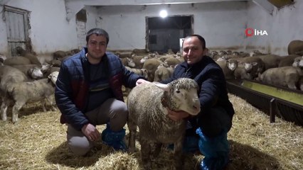 Herkes Onların Peşinde! Bu Kuzuların Tanesi 2 Bin 500 Lira...