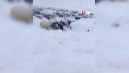 Erzurum'da Koyun Sürüsü Kar ve Tipiye Yakalandı...yaşadığı Zor Anları Çoban Böyle Anlattı