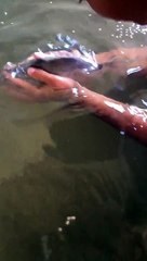 Man Makes Friends with Fish