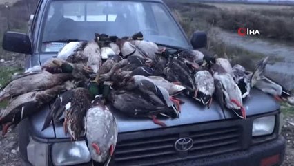 Kuş Cenneti'nde Ördek Katliamı