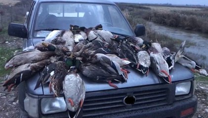 Kuş Cenneti'nde Ördek Katliamı