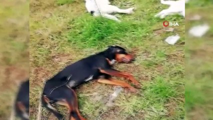 Trabzon’da sokakta yaşayan 8 köpek ve 2 kedi ölü bulundu