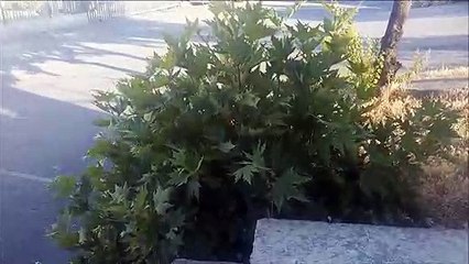o kadar sevindik o kadar sevindik ki_ (ÇOK KOMİK FIKRA)