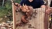Carving Chinese Dragon  Chinese Traditional Craft