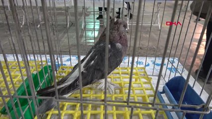 Kocaeli İzmit'te Festivalde Güvercinler Yarıştı