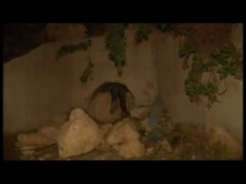 Palestinian building illegal Israeli settlements