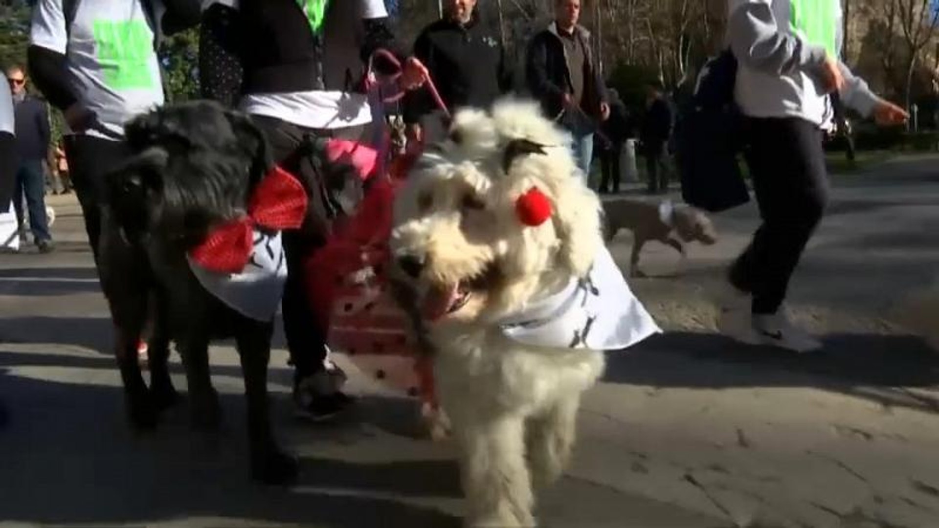 ⁣Собачье дефиле по улицам Мадрида