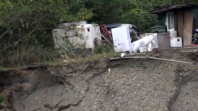 Ce chat prend tout les risques pour sauver son bébé tombé dans un trou